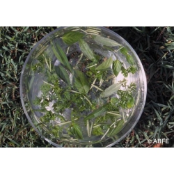  Green  essence  -  Problèmes  de  peau 
