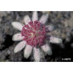  Pink  Flannel  Flower  -  Malheureux,  indifférent 