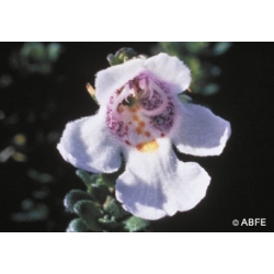  Alpine  mint  bush  -  Fatigue 