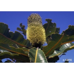  Banksia  robur  -  Perte  d'énergie 