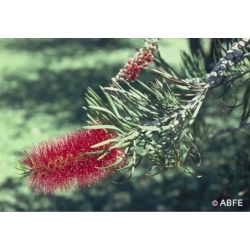  Bottlebrush  -  Lâcher  prise 