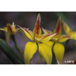  Yellow  cowslip  orchid  -  Objectivité 