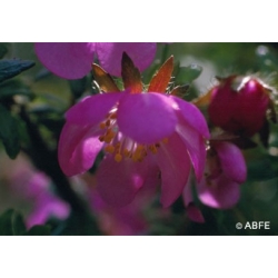  Dog  rose  -  Peurs 