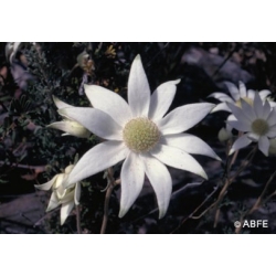  Flannel  flower  -  Ose 