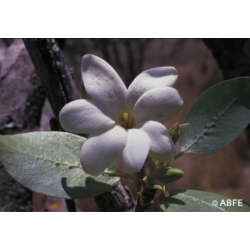  Bush  gardenia  -  Communication 