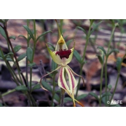  Green  spider  orchid  -  Cauchemars,  phobies 