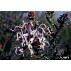  Grey  spider  flower  -  Panique 