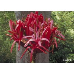  Gymea  Lily  -  Humilité 