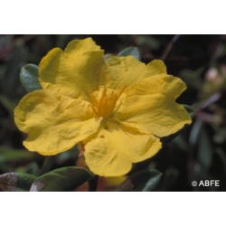  Hibbertia  -  Raideurs,  rigidités 