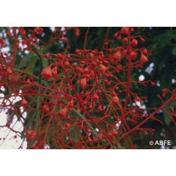  Illawarra  flame  tree  -  Abandon,  trahison 