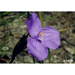  Bush  iris  -  Eveil 