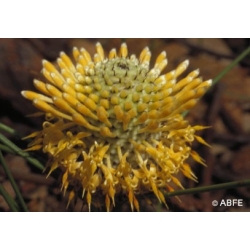    Isopogon  -  Tire  les  leçons  du  passé 