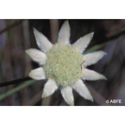  Little  flannel  flower  -  Joie 