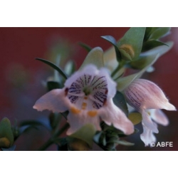  Mint  bush  -  Capacité  à  faire  face 