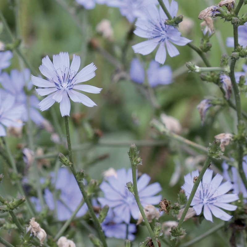 chicoree-chicory.jpg