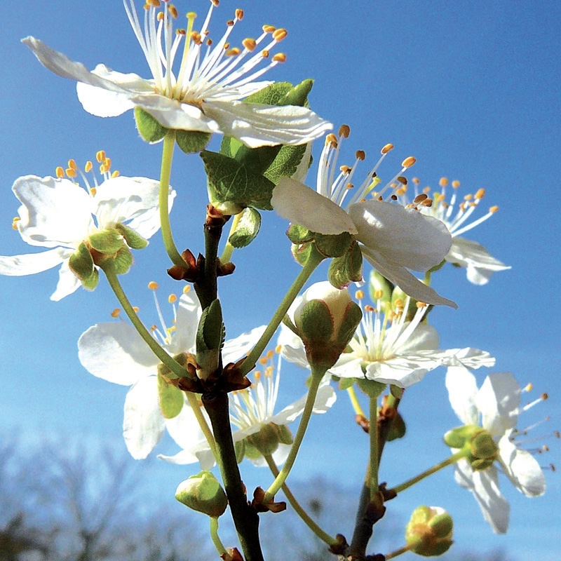 prunus-cherry-plum.jpg