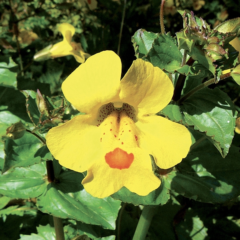 mimule-mimulus.jpg