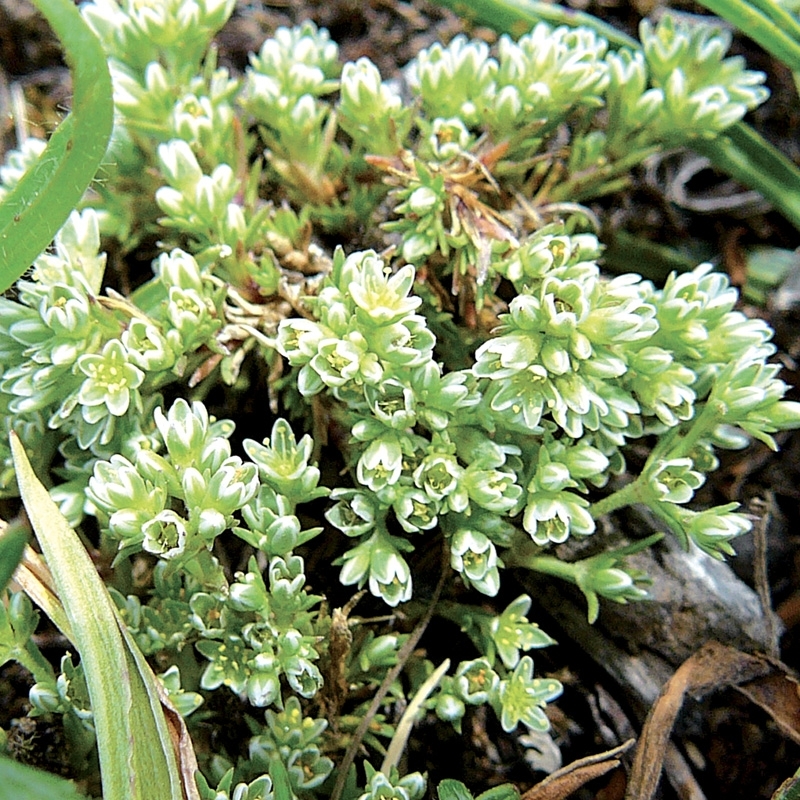 gnavelle-scleranthus.jpg