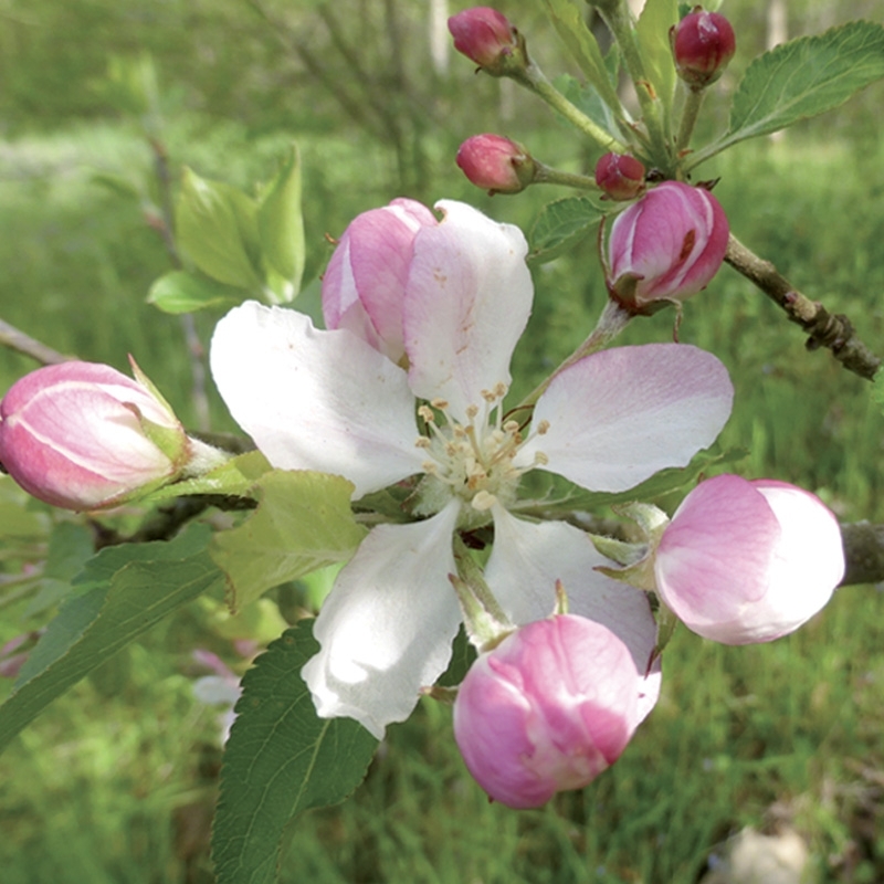 eglantine-wild-rose.jpg