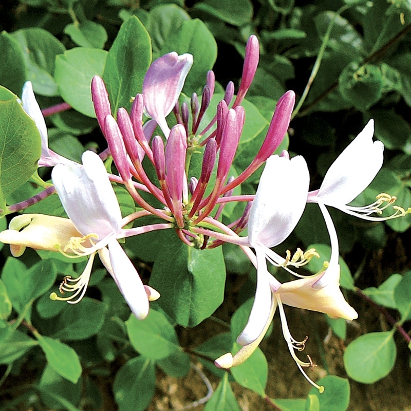 chevrefeuille-honeysuckle.jpg