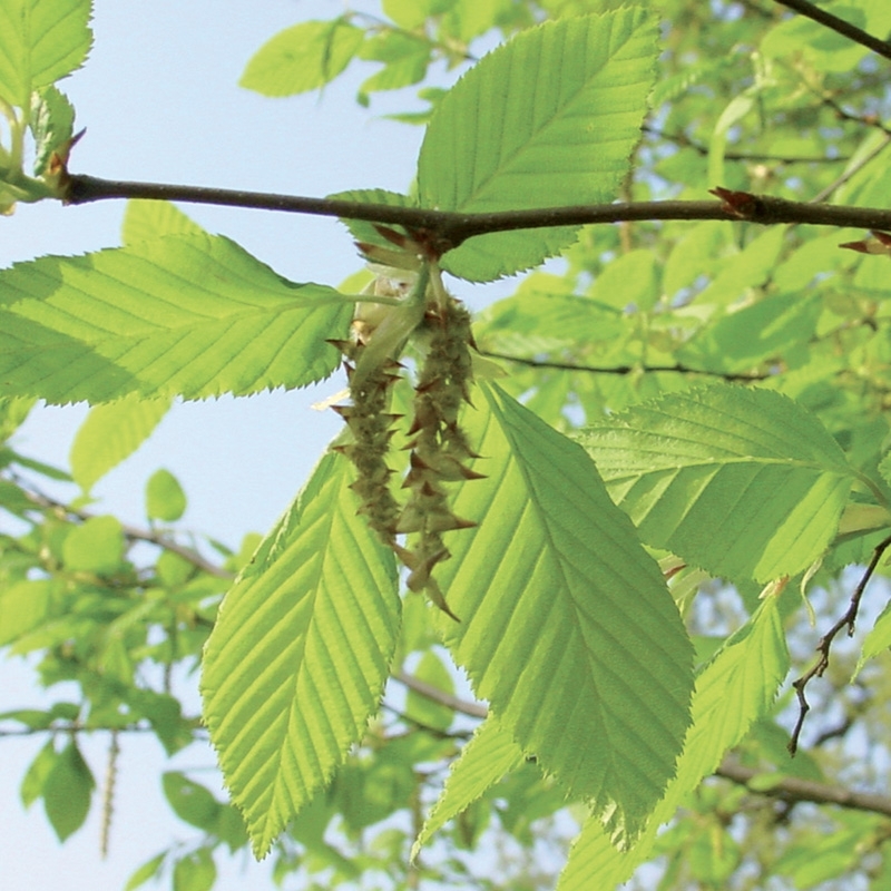 charme-hornbeam.jpg