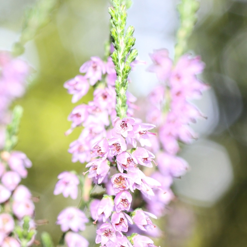 bruyere-heather.jpg