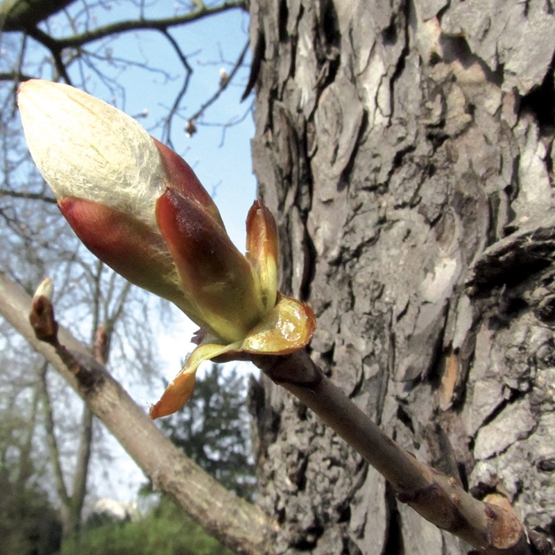 bourgeon-de-marronnier-chestnut-bud.jpg