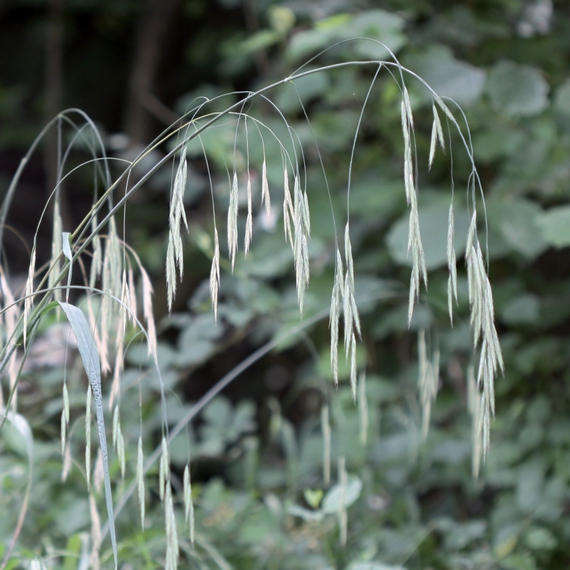 avoine-sauvage-wild-oat.jpg