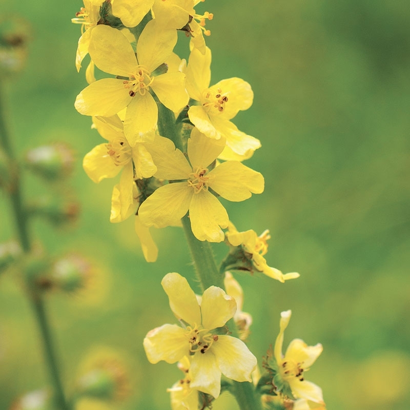 aigremoine-agrimony.jpg