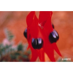  Sturt  desert  pea  -  Profonde  tristesse 