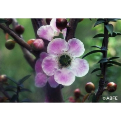  Peach-flowered  tea  tree  -  Humeur  changeante 