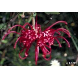  Red  grevillea  -  Hardiesse 