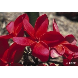 Red Suva Frangipani Feeling Calm And