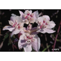  Southern  cross  -  Attitude  positive 