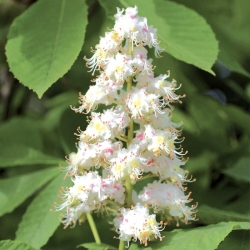 Gocce di Fiori di Bach Bio originali inglesi White Chestnut Nr. 35