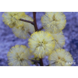  Sunshine  wattle  -  Esprit  farouche 