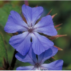  Plumbago  (Cerato)  -  Immaturité 