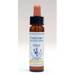  Chicorée  (Chicory)  -  Envahissant 