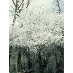  Prunus  (Cherry  Plum)  -  Angoisse 