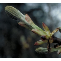  Bourgeon  de  marronier  (Chestnut  Bud)  -  Irréfléchis 