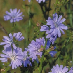  Chicorée  (Chicory)  -  Envahissant 