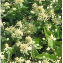  Clématite  (Clematis)  -  Rêveur   