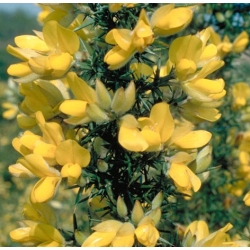  Ajonc  (Gorse)  -  Sans  espoir   