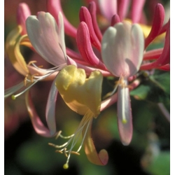  Chèvrefeuille  (Honeysuckle)  -  Passéiste 