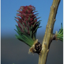  Mélèze  (Larch)  -  Complexe  d'infériorité 