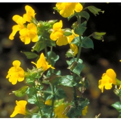  Mimule  (Mimulus)  -  Peurs 