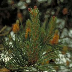  Pin  (Pine)  -  Culpabilisation 
