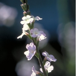  Verveine  (Vervain)  -  Exalté   