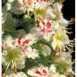  Marronnier  Blanc  (White  Chestnut)  -  Préoccupations 