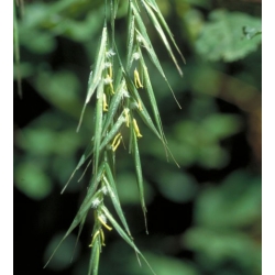  Avoine  sauvage  (Wild  Oat)  -  Egarement   